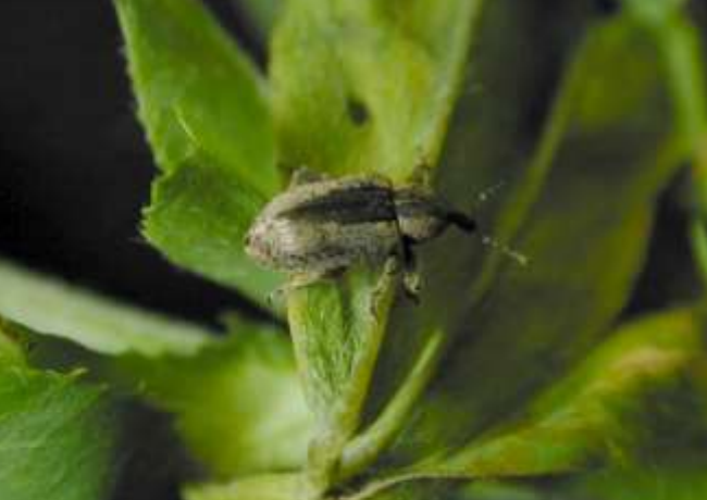 ALFALFA WEEVIL